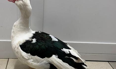 Chieri, trovata un&rsquo;anatra muta in Piazza Dante