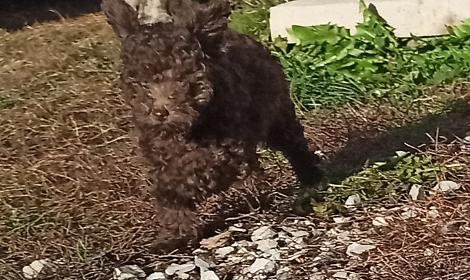 Ritrovata Kimi, la cagnolina rubata a Mombasiglio