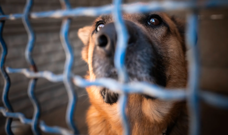 Emergenza freddo al canile di Novara: gli animali rischiano il gelo