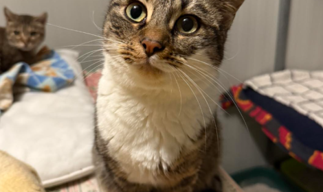 La dolce Gigi, una vita intera in gattile