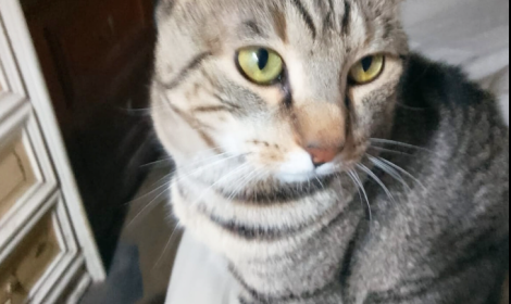 Felix cerca "un affitto breve" a Torino