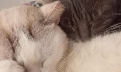 I due (a)mici che dormono sempre cos&igrave;, abbracciati