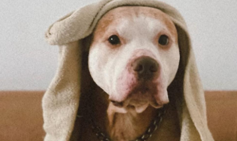 Sanit&agrave; animale, Cerutti (Lega): Sostegno concreto alle famiglie fragili per l'acquisto dei farmaci veterinari