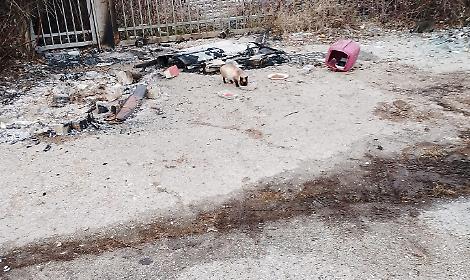 Nichelino, colonia felina devastata a Capodanno: la denuncia ai carabinieri