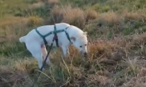 Bocconi avvelenati, Rio &egrave; l'unico sopravvissuto