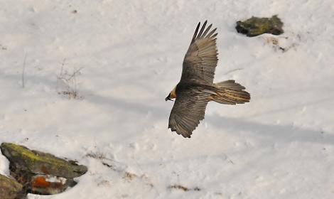 Valle di Rh&ecirc;mes: confermato l&rsquo;inizio della cova dei gipeti
