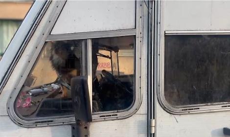 Chiusi in un camper tre piccoli cani: &laquo;I rom li vendono sul tram a 50 euro&raquo;