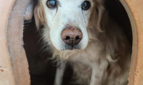 Sta morendo in un box: 16 anni in canile