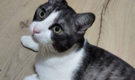 E' rimasto solo con i suoi peluches, non pu&ograve; sopravvivere in gattile