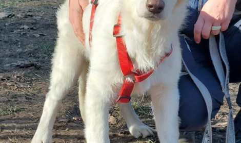 Paco, il cucciolone di Torino