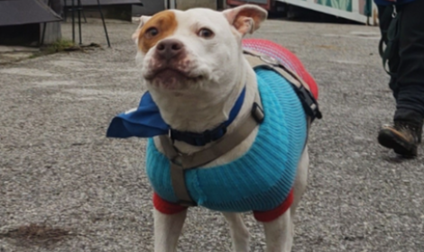 Oltre mille giorni rinchiusa in un box: la storia di Cloe