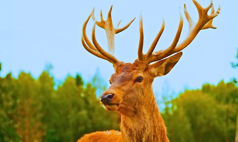 Bardonecchia, un cervo divorato dai lupi al Palasport. Paura per Martino, la mascotte del paese