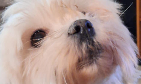 Usata solo per "sfornare cucciolate": la piccola Rebecca