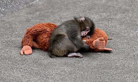 Perch&eacute; tutti parlano del macaco di Instagram: la storia virale di Punch e il virale peluche Ikea