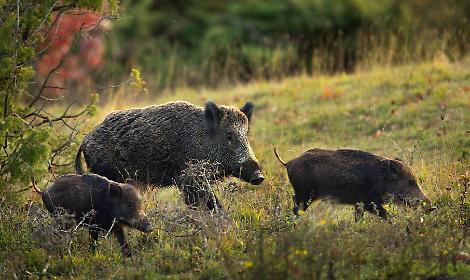 Cinghiali, il tavolo tra Comuni vuoto. Disabato intanto chiede lo stop alla caccia