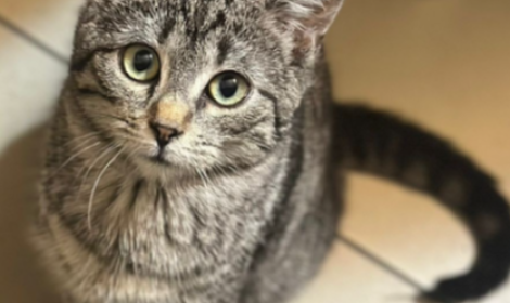 Una micetta cerca "affitto" a Torino