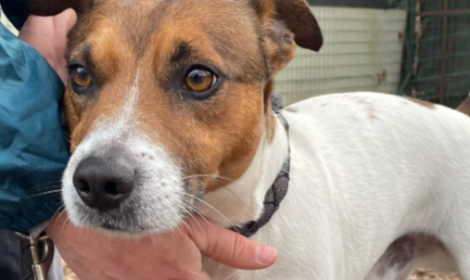 "Rimbalzato" da un box all'altro: la storia di Simba