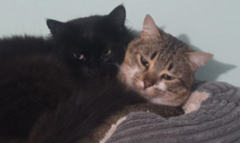 Due (a)mici inseparabili a Torino