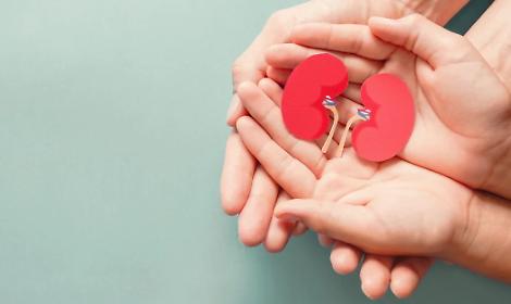 Il 9 marzo &egrave; la Giornata Mondiale del Rene, una malattia silenziosa che colpisce 850 milioni di persone