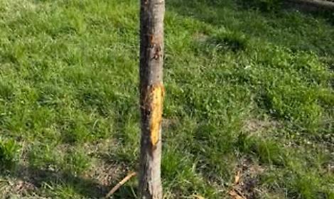 Cane senza guinzaglio danneggia un albero, consigliera della Circoscrizione 6 insultata al parco