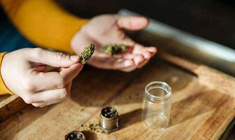 Nichelino, la svolta choc della canapa light