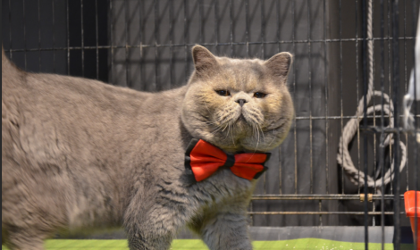 Lo "zoo" di animali domestici alle porte di Torino. Ecco dove e quando