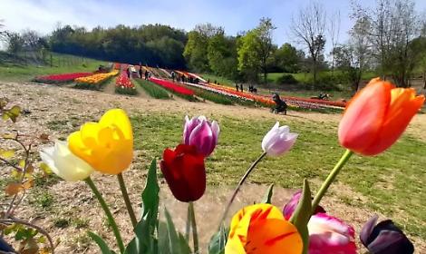 A due passi da Torino torna il campo di tulipani: 100mila fiori da raccogliere tra natura e panorami