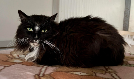 L'anziano gattone torinese che viveva per strada