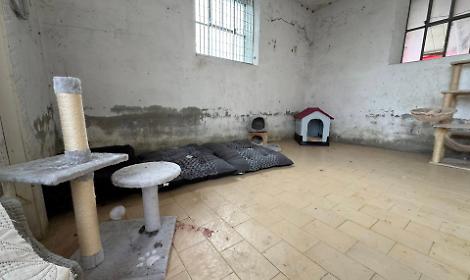 Poirino, appello per la colonia felina dell&rsquo;ecocentro: scarseggiano cibo e scorte