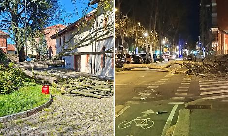 Alberi caduti a Leini e a Torino
