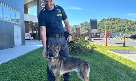 Nasko ferma una valigia dalla Spagna: nove chili di droga sequestrati a Torino