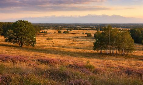 In Piemonte esiste la pi&ugrave; grande &ldquo;savana d&rsquo;Europa&rdquo;: la Baraggia
