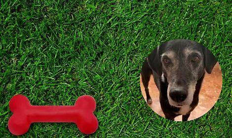 Moncalieri dedica la nuova area cani a Dix: un omaggio a quattro zampe