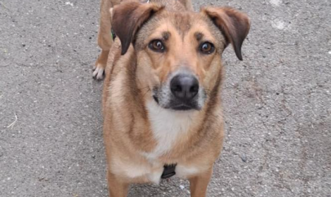 Recuperata mentre vagava in strada, e poi?