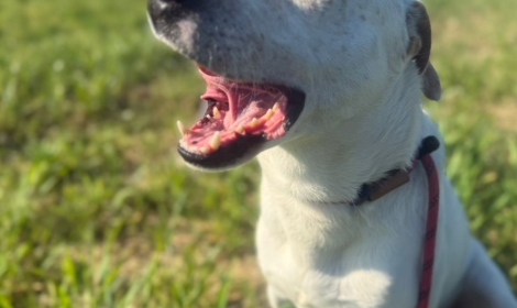 Sogna di correre, invece vive dietro le sbarre