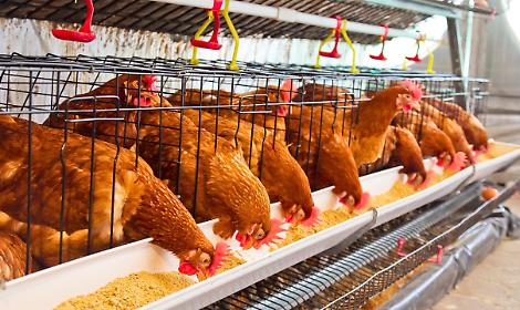 Rivolta contro la puzza degli allevamenti di polli, appello del Comune ad Arpa