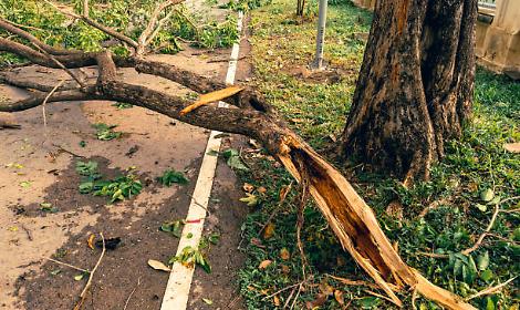 Torino, albero crolla vicino al Palavela