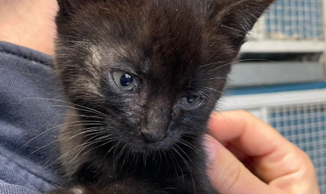 Trovata sola per le strade di Torino