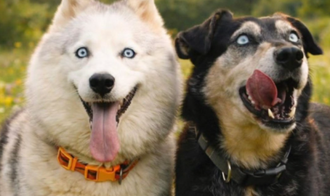 Sembrano fatti con l'IA, invece sono davvero cos&igrave; belli