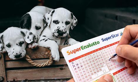 Pensionato piemontese vince 92mila euro al SuperEnalotto e dona i soldi ai cani