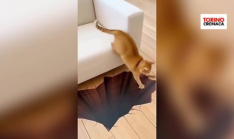 Il buco che spaventa anche il gatto pi&ugrave; coraggioso