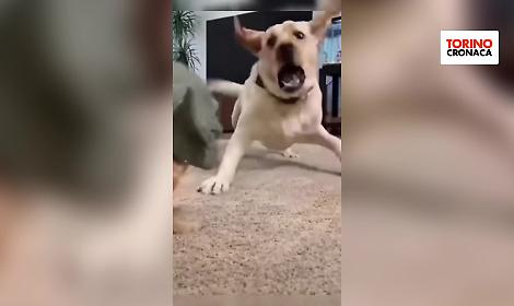 Piccolo cane, grande scherzo