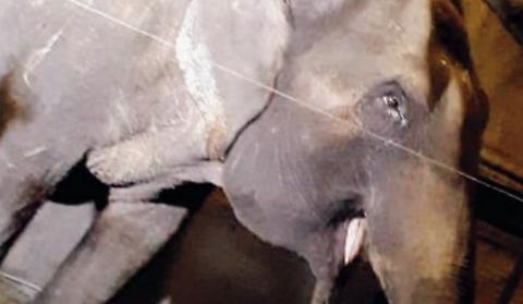 Mobilitazione per salvare Dumbo: «Accogliamo l'elefante a Zoom» - Torino  Cronaca - Notizie da Torino e Piemonte