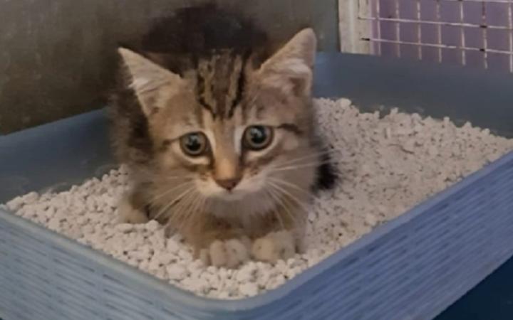 Chieri stanzia 5mila euro alla L.I.D.A. per sterilizzare 110 gatti delle colonie feline