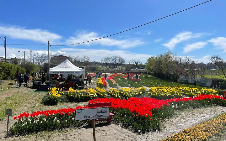 Tuliparty 2025: un angolo di Olanda sboccia a Pianezza
