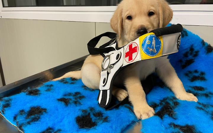 Un cucciolo per cambiare il destino, una voce per rompere il silenzio