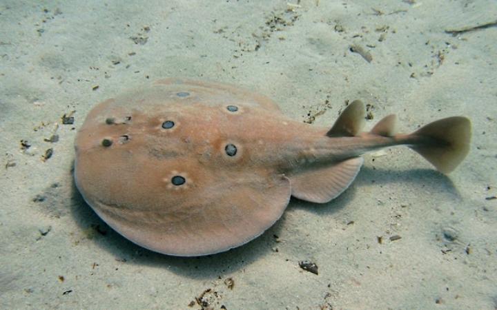 Razze elettriche: i pesci che (letteralmente) fulminano gli squali