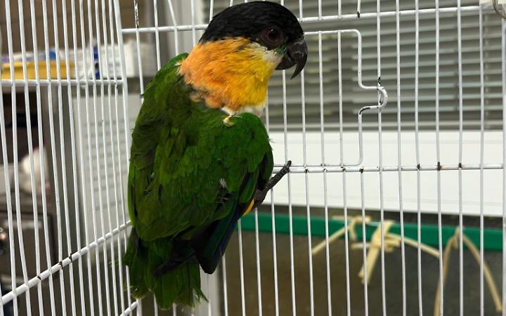 Lieto fine per il pappagallo di viale Giustetti: proprietari rintracciati