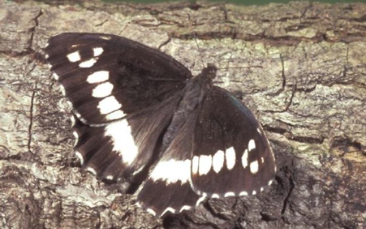 Brintesia circe: come riconoscere la "maga" delle farfalle piemontesi