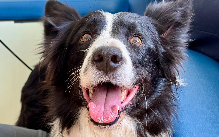 Torino, i cani "eroi" che portano sorrisi nel reparto oncologico